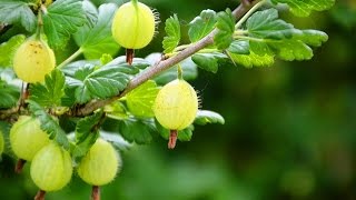 Stachelbeeren düngen schneiden pflegen  Balkon Garten Tipps [upl. by Aibara158]