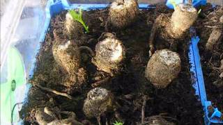 How To Grow Dahlias Lifting And Keeping Tubers 201112 [upl. by Joycelin]