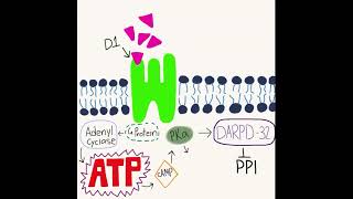 Dopamine pathway [upl. by Koenig]