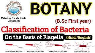 BSC First year Botany  Classification of Bacteria on the Basis of Flagella  Bsc First Paper botany [upl. by Bick]