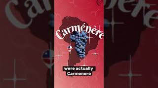 Carmenere explained Chile carmenere wine sommelier followmerafael [upl. by Nairolf754]