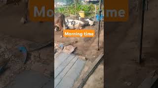 Morning time cowvideos cow dairy dairyfarming farming dundairyfarm [upl. by Eldreeda]