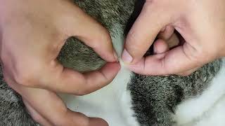 Fleas on cats popping and removing [upl. by Ylam738]