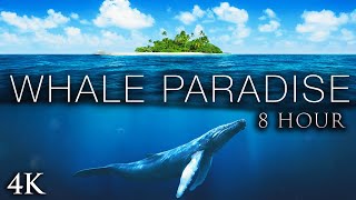 WHALE PARADISE  8 Hour Extended Version  Calming Music for Stress Relief [upl. by Kcirddahc]