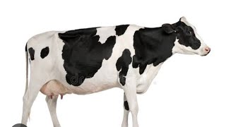 super cow heavy milk  cow sell  cow channel [upl. by Dietrich]