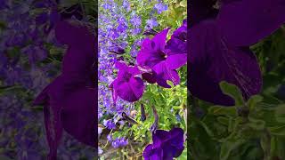 Purple Petunia and Blue Lobelia Flowers petunia lobelia flowers garden shorts [upl. by Bernetta]