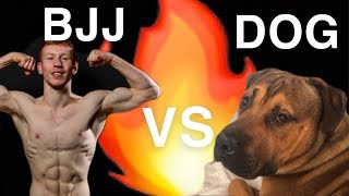 BJJ VS DOG DOES IT WORK👀 [upl. by Asaeret]