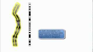 chromosome view in karyotype and idiogram [upl. by Siblee]