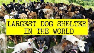 WORLDS LARGEST DOG SHELTER  Guinness World Record [upl. by Sheline]