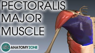 Pectoralis Major Muscle Anatomy  AnatomyZone [upl. by Ttihw]