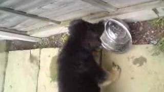 8 week German Shepherd Puppy Barking at Water Bowl [upl. by Medin]