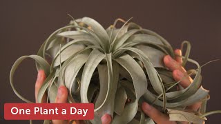 Tillandsia xerographica Air Plant Houseplant Care — 19 of 365 [upl. by Winter]