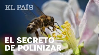 El secreto de la polinización se halla en el cuerpo de las abejas  Ciencia [upl. by Aduh813]