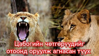 Хүн бариад сурчихсан хос арсланг агнасан түүх Гоё Түүхүүд Goy tuuhuud mongol heleer kino duu [upl. by Wolliw]