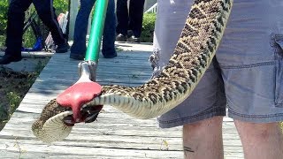 Eastern diamondback rattlesnake captured on Hilton Head Island [upl. by Berriman854]