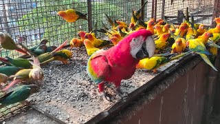 All Birds Are Available like Green wing macaw African grey parrot White bellied Caique and etc [upl. by Merriman]