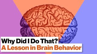 3 Brain Systems That Control Your Behavior Reptilian Limbic Neo Cortex  Robert Sapolsky [upl. by Novanod372]