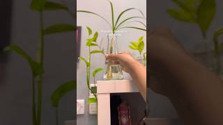 How to propagate Dracaena Marginata water propagation of dracaena marginatapropagation dracaena [upl. by Harned]