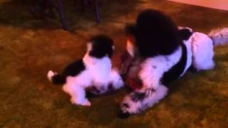 Funniest Poodle Video EVER [upl. by Torrie]