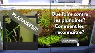 Les planaires en aquarium deau douce Comment les reconnaître [upl. by Nothgierc]