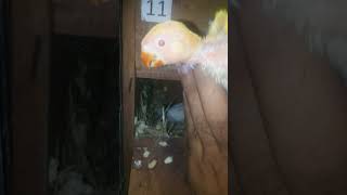 lovebirds latino chiks albino red eyes beutifull birds [upl. by Upshaw]