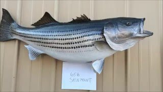 Striped Bass Skin Mount by Northeast Taxidermy [upl. by Lovash]