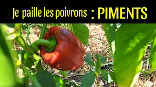 paillages des poivrons piments [upl. by Eugenle]