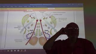 Neuroanatomy 35  Medulla obllongata  part 4   by Dr Wahdan [upl. by Thecla]