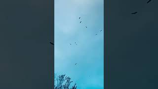 Buzzards in the sky😳 [upl. by Royo214]