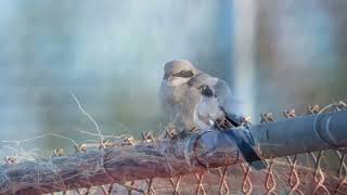 Piegrièche migratrice loggerhead Shrike lanius ludovicianus Naples Floride avril 2024 [upl. by Avir]