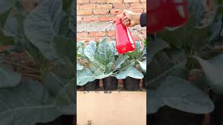 Epsom Salt For Plants How To Use🤔 shorts epsomsalt [upl. by Seugram]