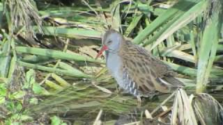 Rufende Wasserralle Echinger Stausee bei Landshut Oktober 2016 [upl. by Ingeborg]