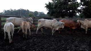 Ganado Brahman Brahman Bulls Perú Pelejo San Martin Perú [upl. by Ahsiekram]