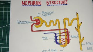 How to draw Nephron  Labelled diagram of Nephron  Nephron diagram drawing step by step [upl. by Annaira483]