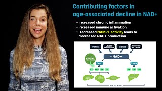 NAD in Aging Role of Nicotinamide Riboside and Nicotinamide Mononucleotide [upl. by Downall]