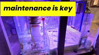 Essential Reef Tank Maintenance Tips RO Filter UV Algae Sump Light [upl. by Cynar]