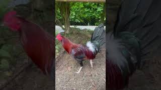 Mclean x Claret stag tonio and mica gamefarm philippines gamefowl gamefowlbreeder [upl. by Romy]