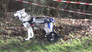 Saarloos Wolfhond mit Hunderollwagen  dog wheel chair  Degenerative Myelopathie [upl. by Eelnodnarb]