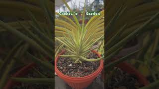 Sansevieria Francisii Variegated from My 🌵 Collection [upl. by Phyllis852]