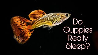 Do Guppies Really Sleep🤔How many Hours Guppy sleep🤔Find your Answer here [upl. by Htnamas]