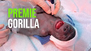 Fort Worth Zoo Announces Successful Birth of Premature Gorilla Via Emergency Cesarean Section [upl. by Htiek]