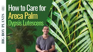 How to Care for the Areca Palm Dypsis Lutescens or Butterfly Palm [upl. by Kinghorn]