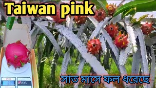 Taiwan pinkCN pinkjambo Red Shyam Redcross breedসাত মাস বয়সে ফল ধরে গেছে [upl. by Glennie]