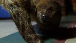 Adventures with a TwoToed Hoffmanns Sloth [upl. by Litch74]