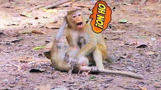 Two monkeys have fun together next to their mother nice clip wild primate monkey [upl. by Yentuoc408]