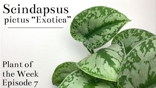 How To Care For Scindapsus pictus “Exotica”  Plant Of The Week Ep 7 [upl. by Lovel]