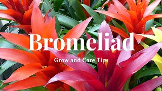 Bromeliad Grow and Care Tips [upl. by Neeven507]