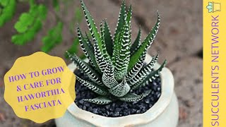 How To Grow amp Care For Haworthia Fasciata [upl. by Lednahc]