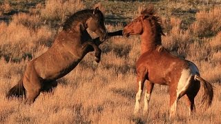 South Steens stallion quotValorquot in battle for mares [upl. by Tnelc]