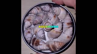 CANGKANG KEONG NEO GREY NASSARIUS DORSATUS GRADE A [upl. by Akeirahs147]